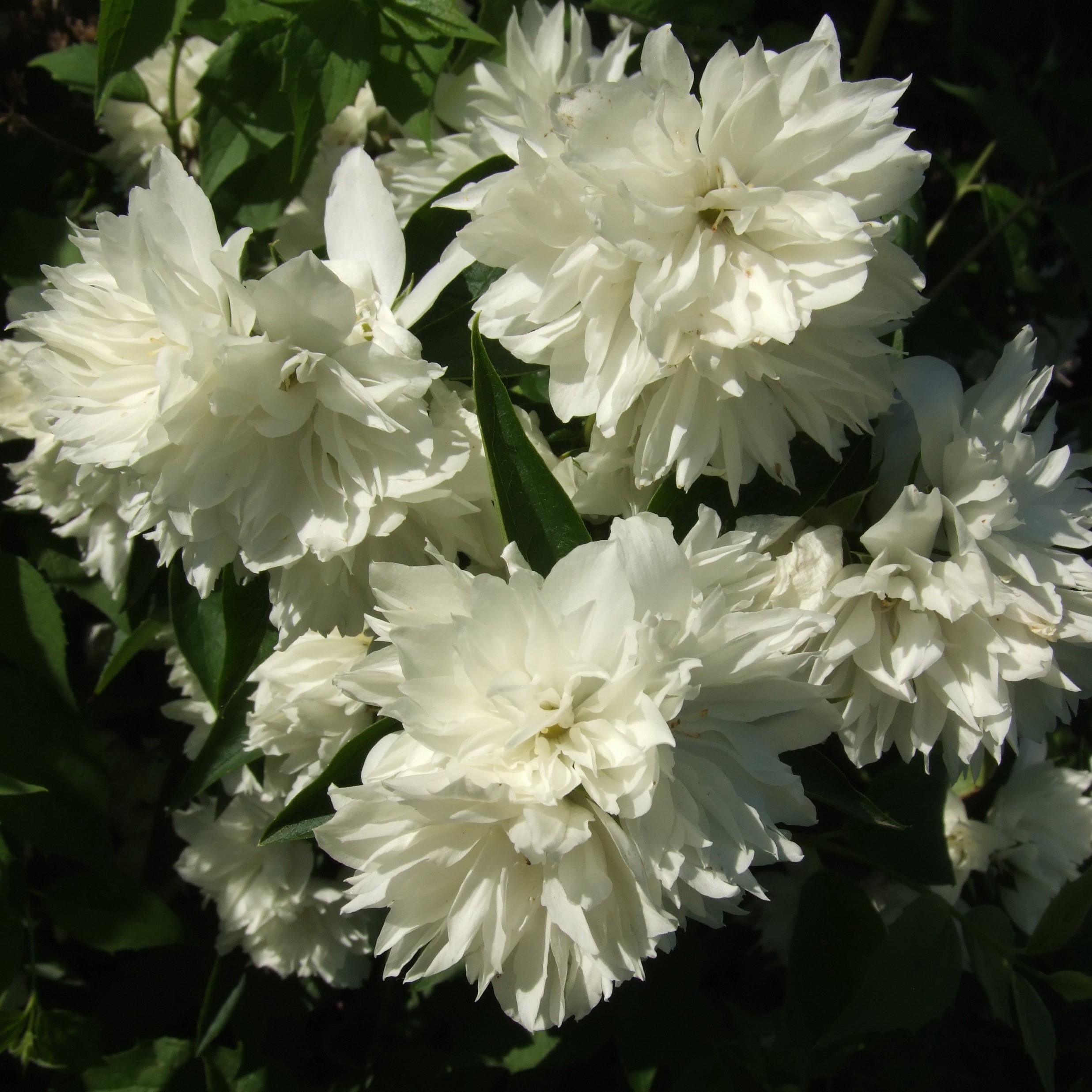 Чубушник Совершенство